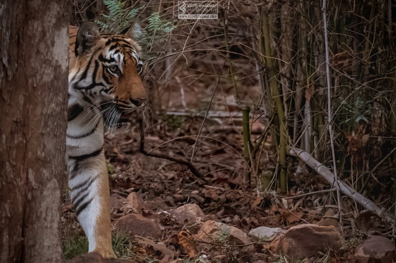 -[ Predatory Elegance ]-