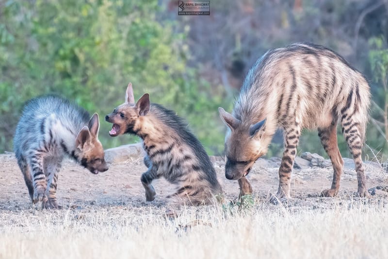 -[ Predatory Elegance ]-