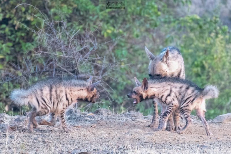 -[ Predatory Elegance ]-