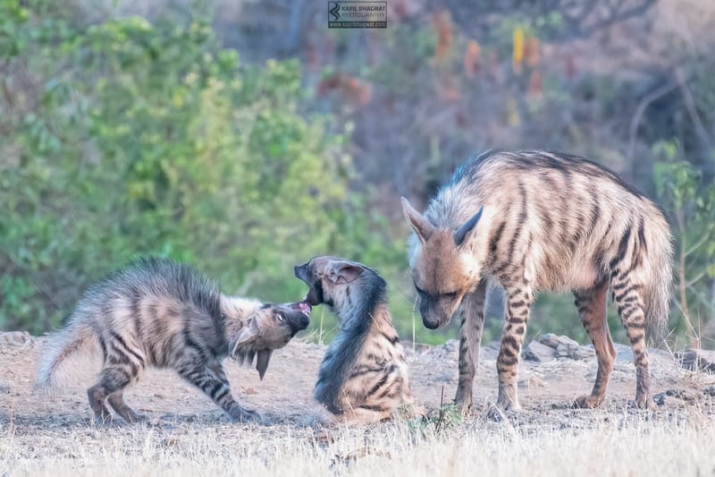 -[ Predatory Elegance ]-