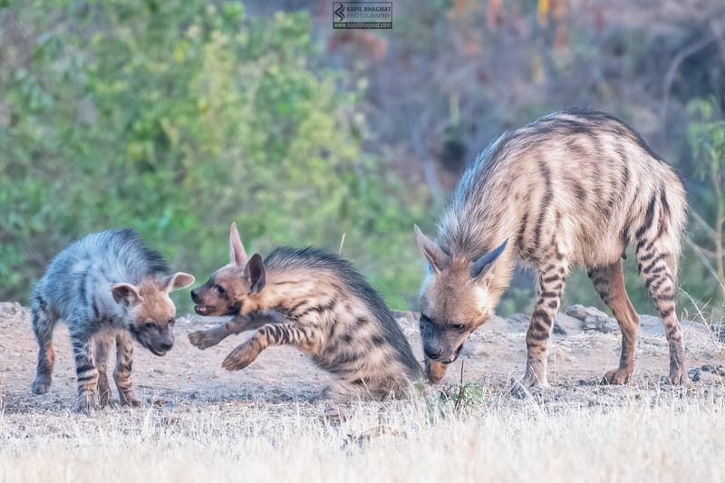 -[ Predatory Elegance ]-