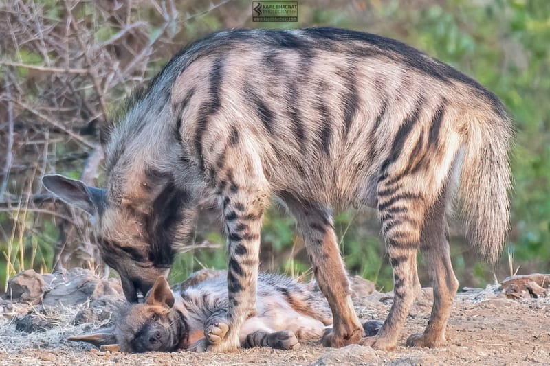 -[ Predatory Elegance ]-