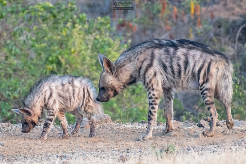 -[ Predatory Elegance ]-