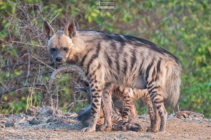 -[ Predatory Elegance ]-