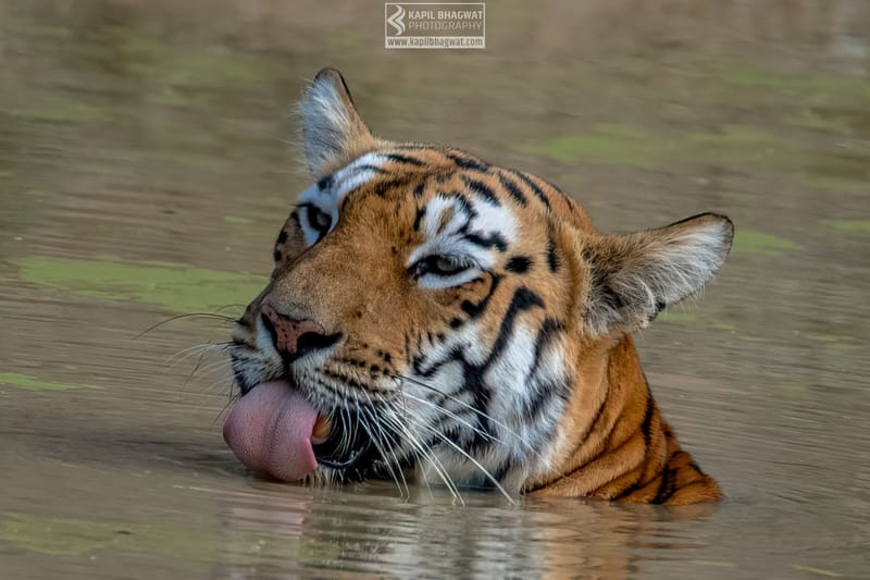 -[ Predatory Elegance ]-