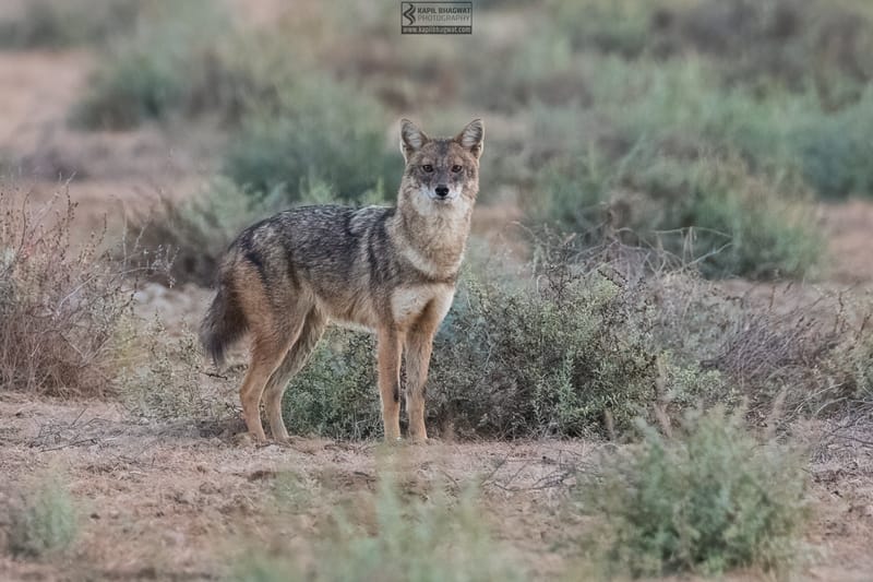 -[ Predatory Elegance ]-