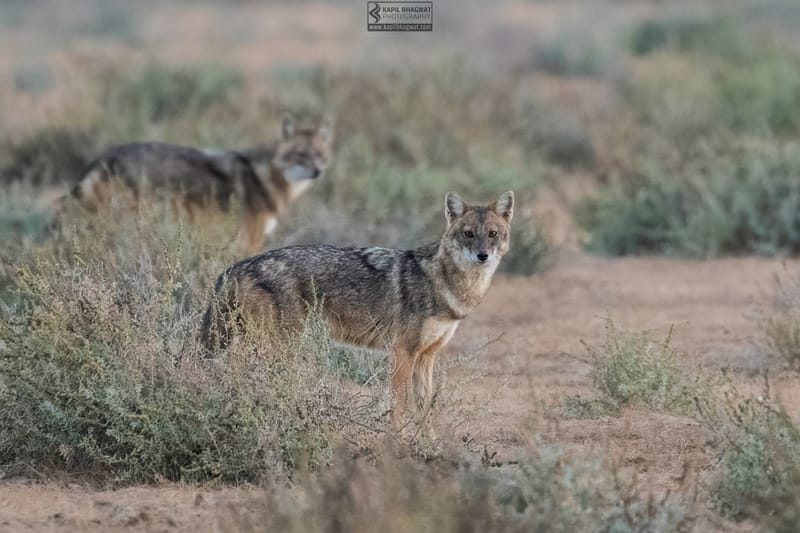 -[ Predatory Elegance ]-