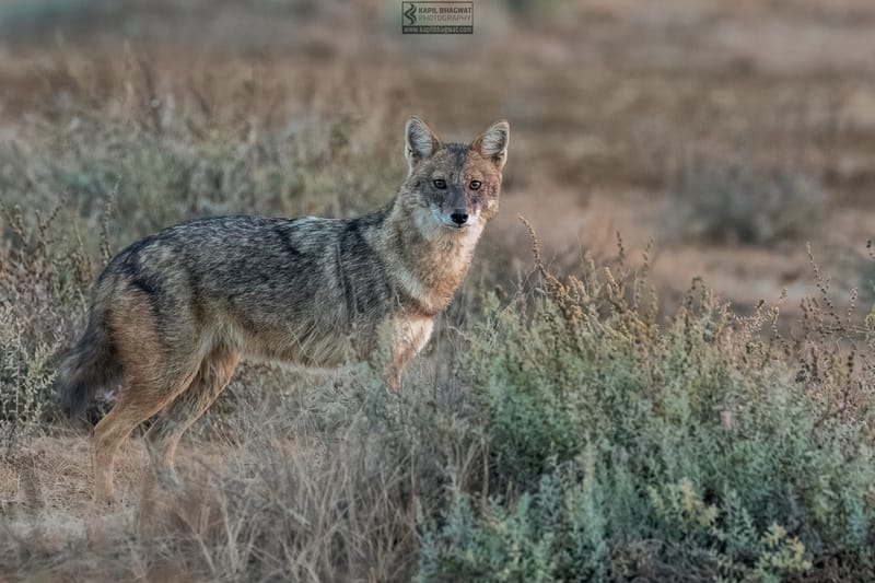 -[ Predatory Elegance ]-