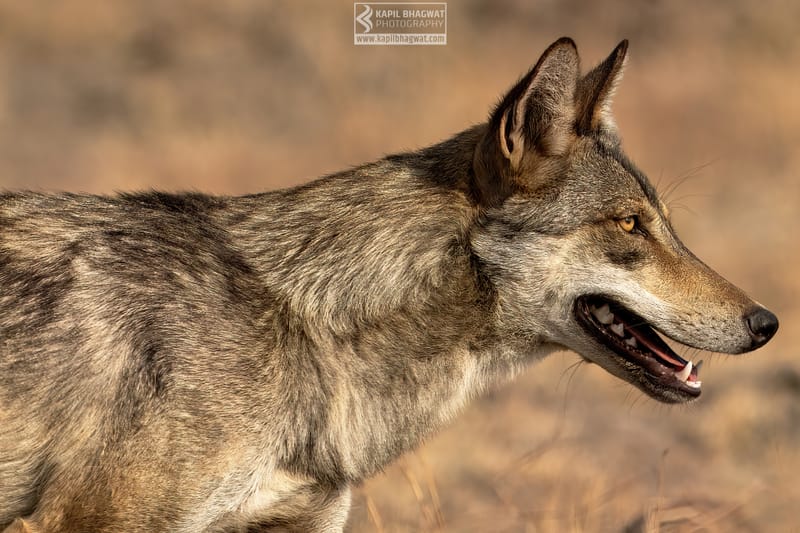 -[ Predatory Elegance ]-