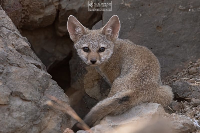 -[ Predatory Elegance ]-