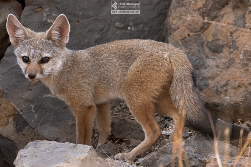 -[ Predatory Elegance ]-