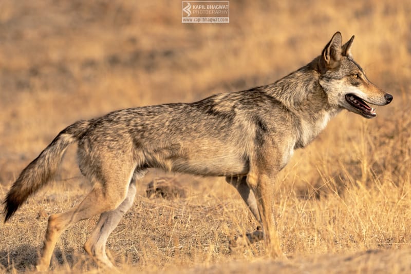 -[ Predatory Elegance ]-