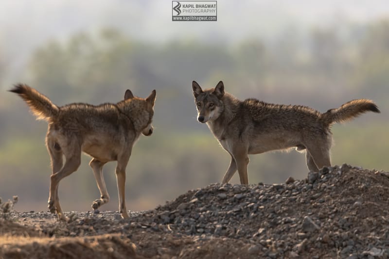 -[ Predatory Elegance ]-