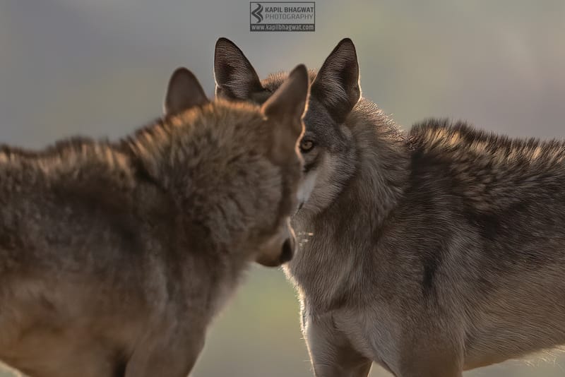 -[ Predatory Elegance ]-