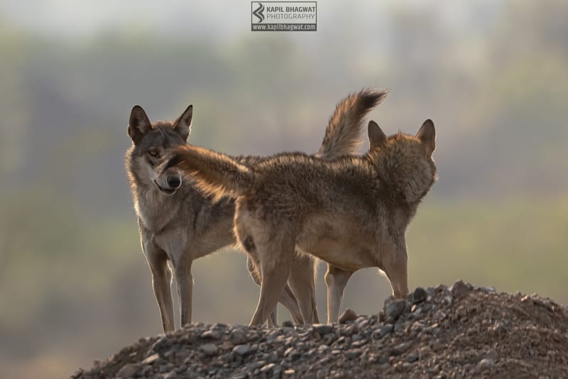 -[ Predatory Elegance ]-