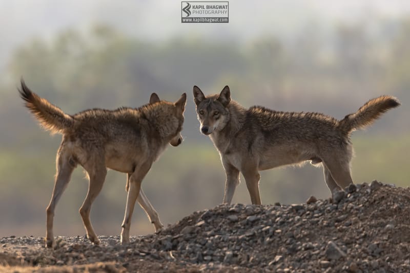 -[ Predatory Elegance ]-