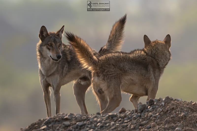 -[ Predatory Elegance ]-