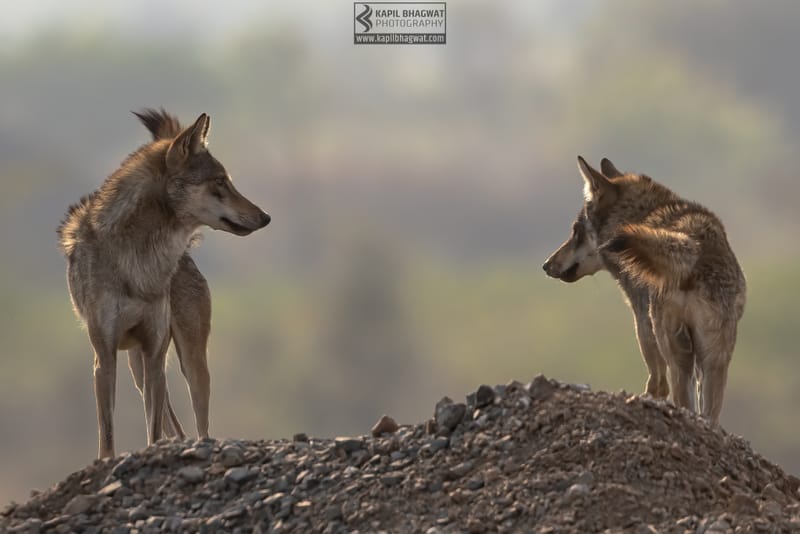 -[ Predatory Elegance ]-