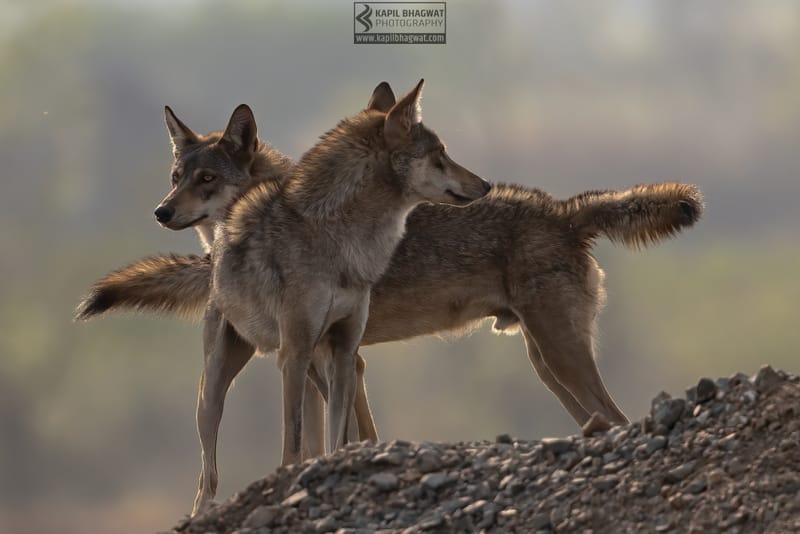 -[ Predatory Elegance ]-