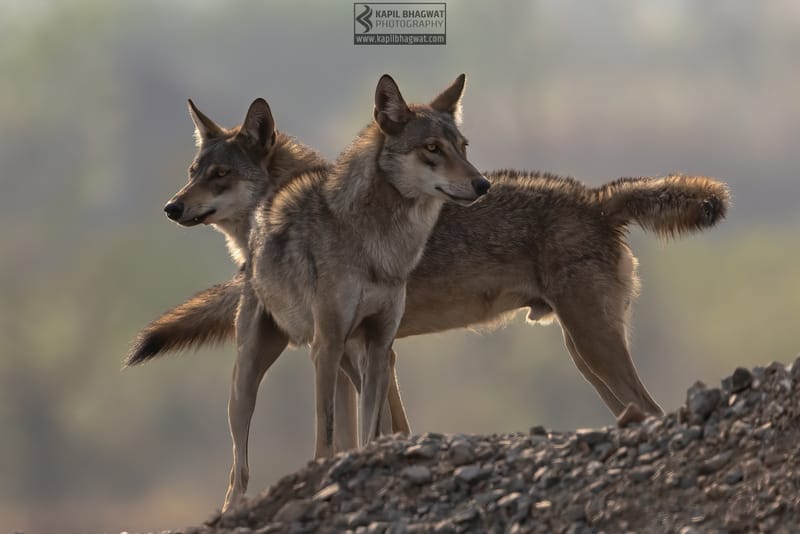 -[ Predatory Elegance ]-