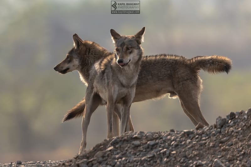 -[ Predatory Elegance ]-