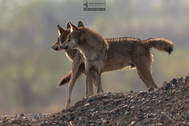 -[ Predatory Elegance ]-