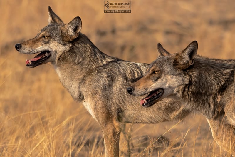 -[ Predatory Elegance ]-