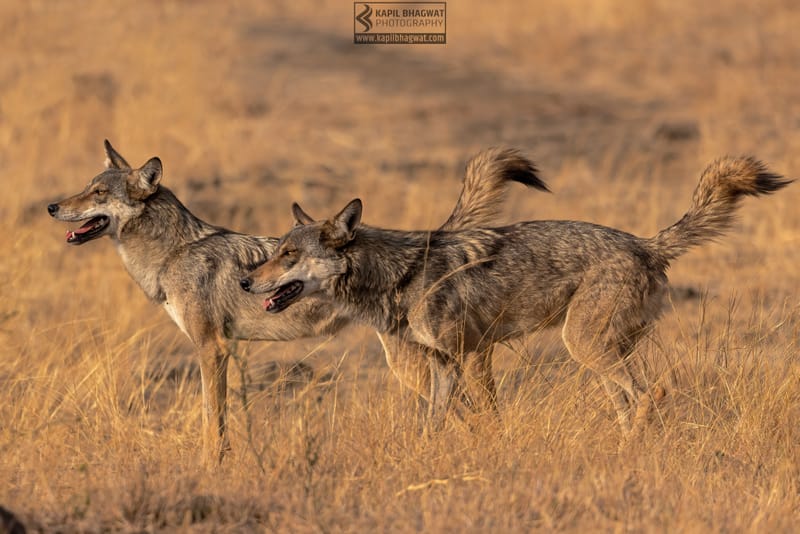 -[ Predatory Elegance ]-