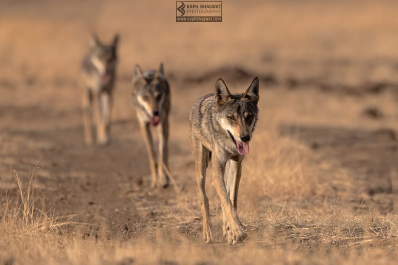 -[ Predatory Elegance ]-