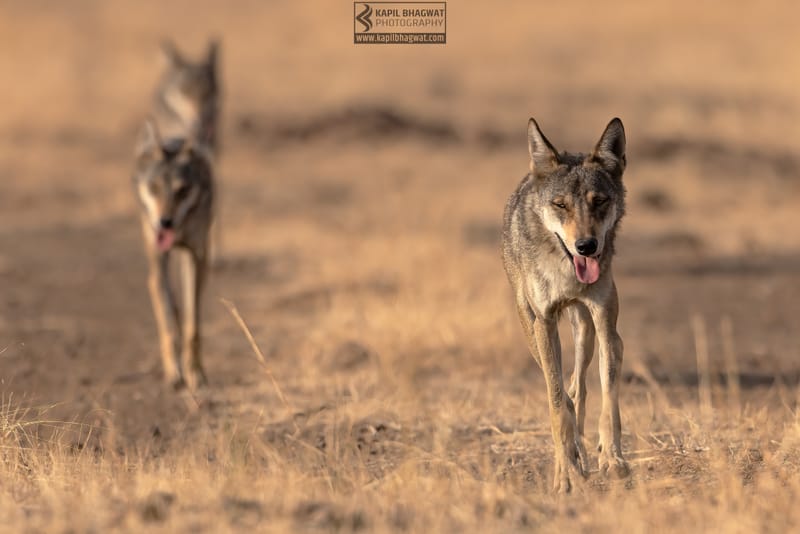 -[ Predatory Elegance ]-