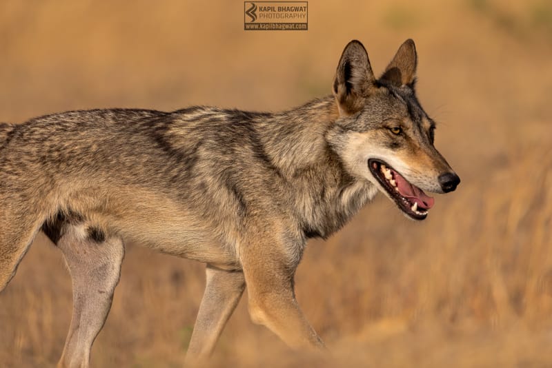 -[ Predatory Elegance ]-