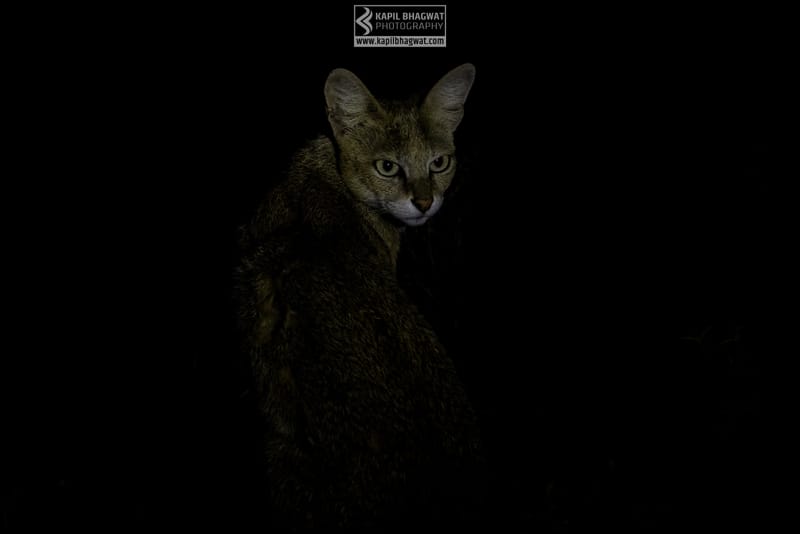 -[ Predatory Elegance ]-