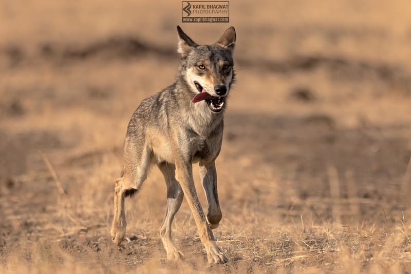 -[ Predatory Elegance ]-