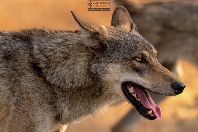 -[ Predatory Elegance ]-