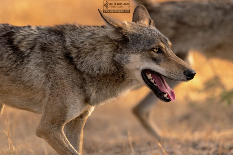 -[ Predatory Elegance ]-