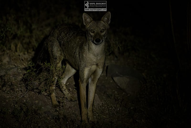 -[ Predatory Elegance ]-