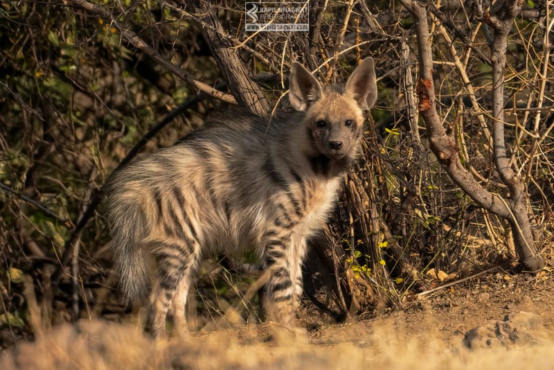 -[ Predatory Elegance ]-