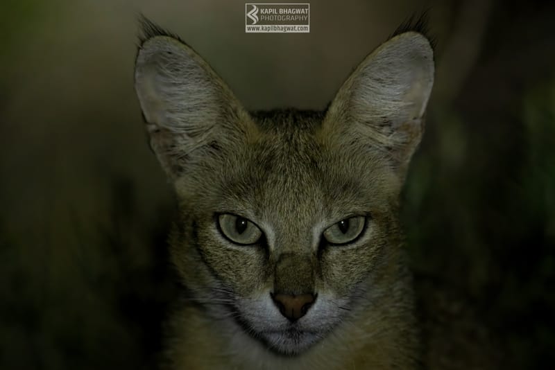 -[ Predatory Elegance ]-