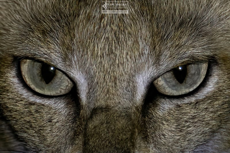 -[ Predatory Elegance ]-