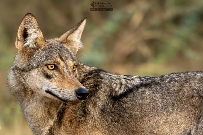 -[ Predatory Elegance ]-