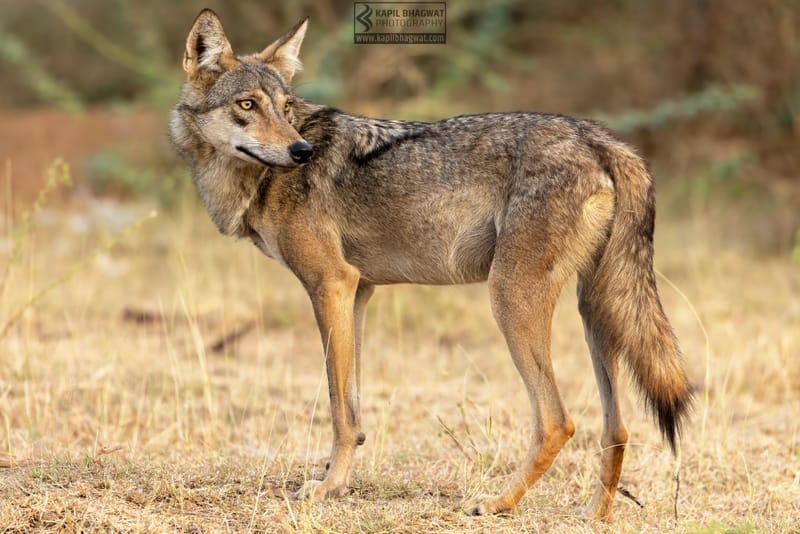 -[ Predatory Elegance ]-