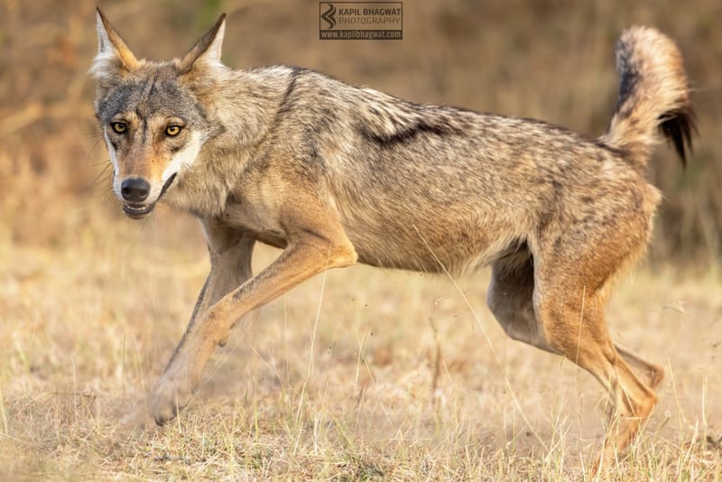 -[ Predatory Elegance ]-