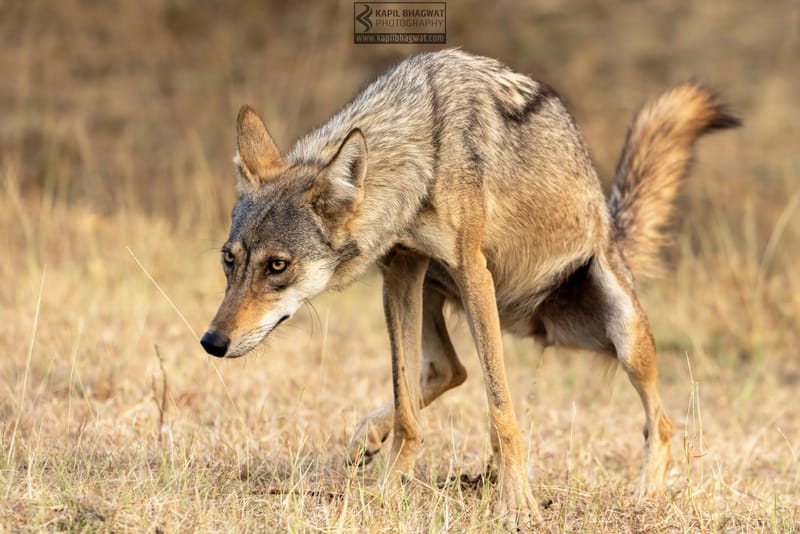 -[ Predatory Elegance ]-