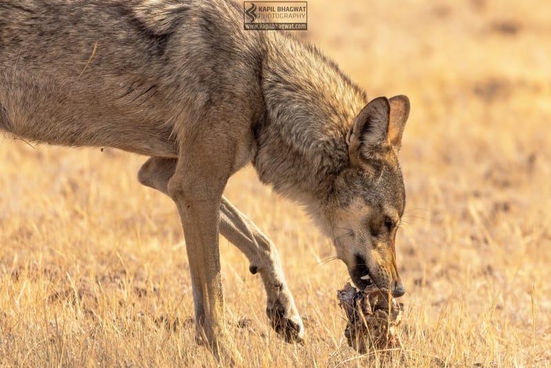 -[ Predatory Elegance ]-