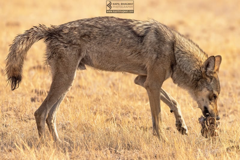 -[ Predatory Elegance ]-