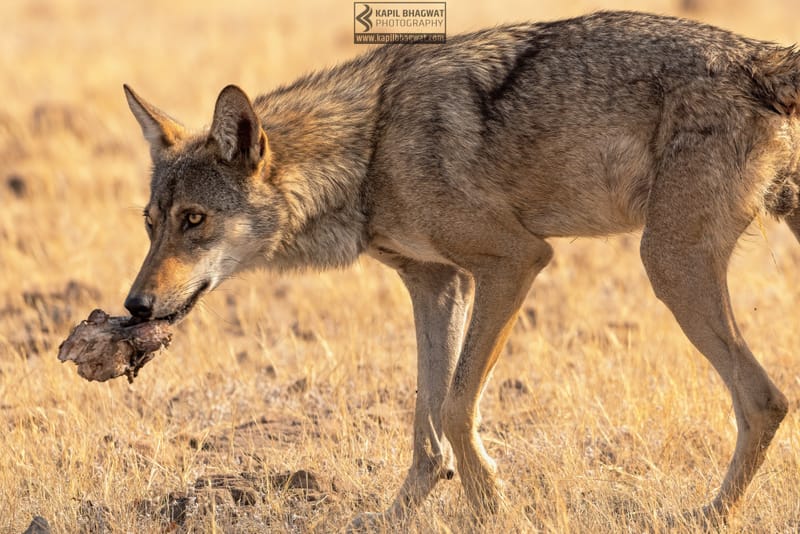 -[ Predatory Elegance ]-