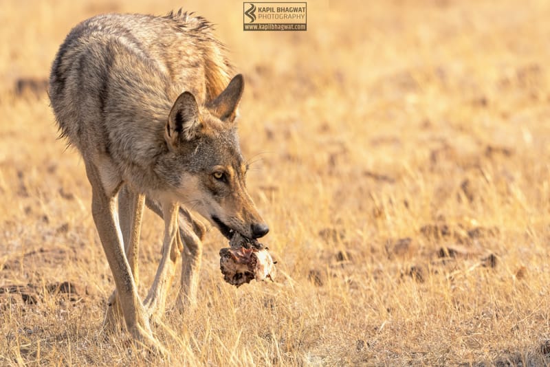 -[ Predatory Elegance ]-