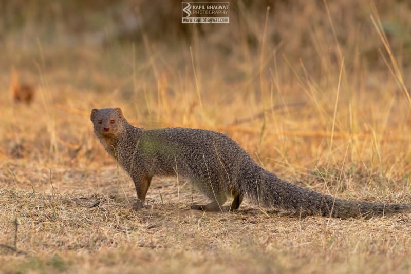 -[ Predatory Elegance ]-