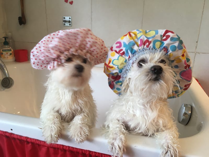 DOG's GROOMING & SPA