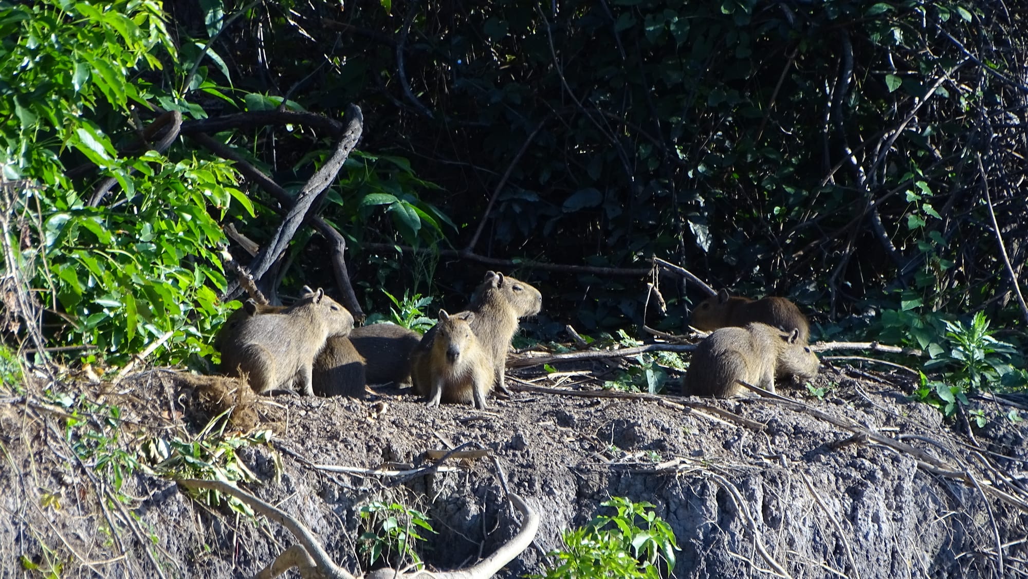 Capivara - Hydrochoerus hydrochaeris